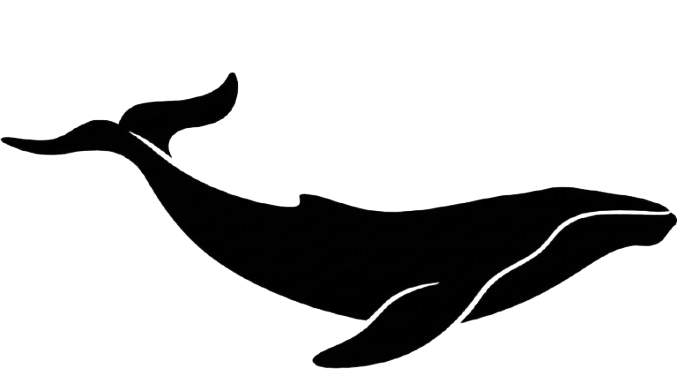 Whale Background